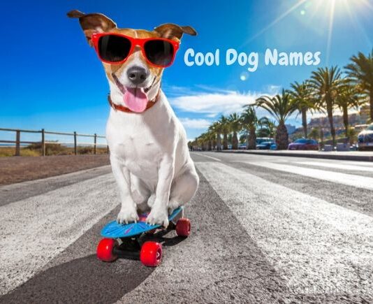 cool-dog-names