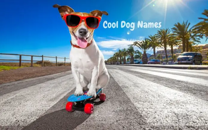 cool dog names main image