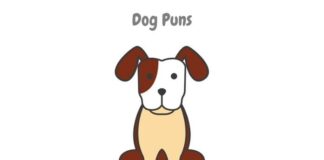 Dog-Puns-Pet-Names