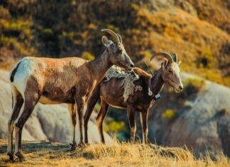 how-many-goats-am-i-worth-quiz