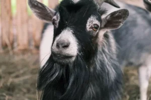 how-many-goats-am-i-worth-history-wealth-tradition-1