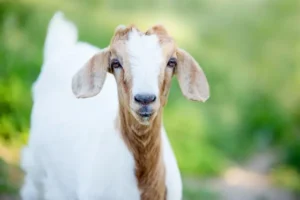 how-many-goats-am-i-worth-score-4