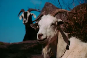 how-many-goats-am-i-worth-value-1