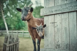 how-many-goats-am-i-worth-value-2