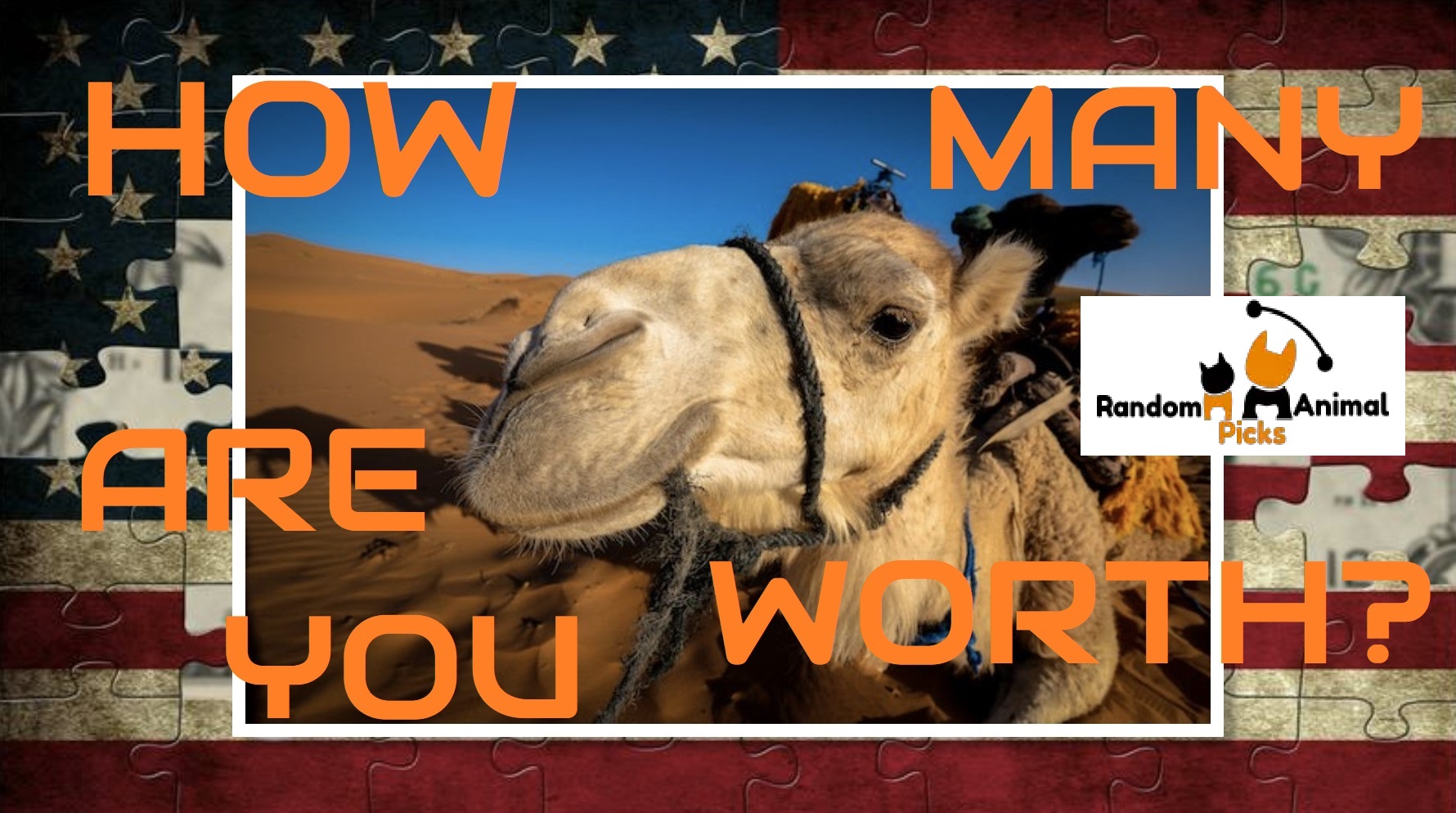 How Many Camels Am I Worth? Quiz Find Out Your Camels Value! Random Animal Picks