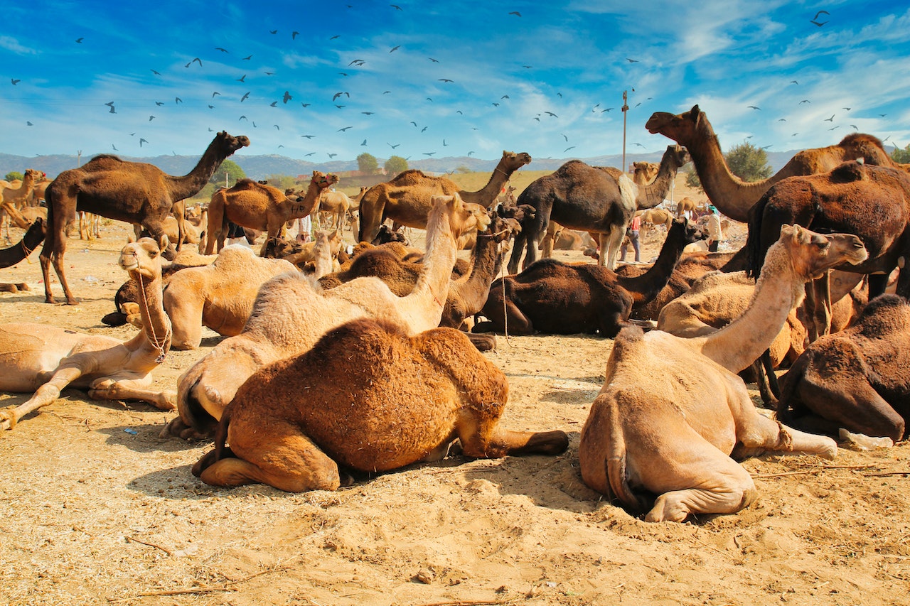 how-many-camels-am-i-worth-quiz-result3