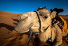 How-Many-Camels-Am-I-Worth-Quiz-Video-Article