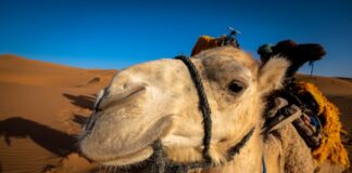 How-Many-Camels-Am-I-Worth-Quiz-Video-Article