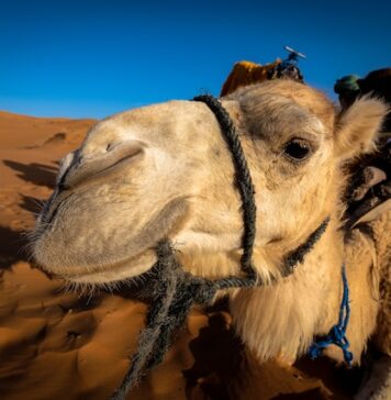 How Many Camels Am I Worth? – Quiz – Find Out Your Camels Value! How-Many-Camels-Am-I-Worth-Quiz-Video-Article