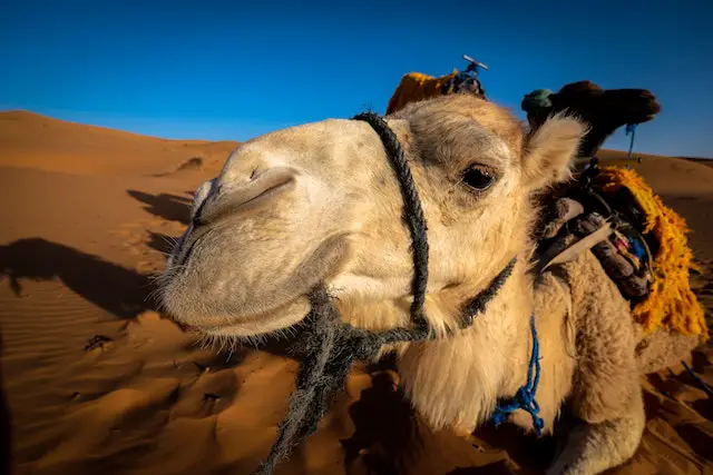 How Many Camels Am I Worth? – Quiz – Find Out Your Camels Value!