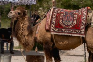 how-much-is-a-camel-worth