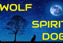 wolf-spirit-dog-quiz