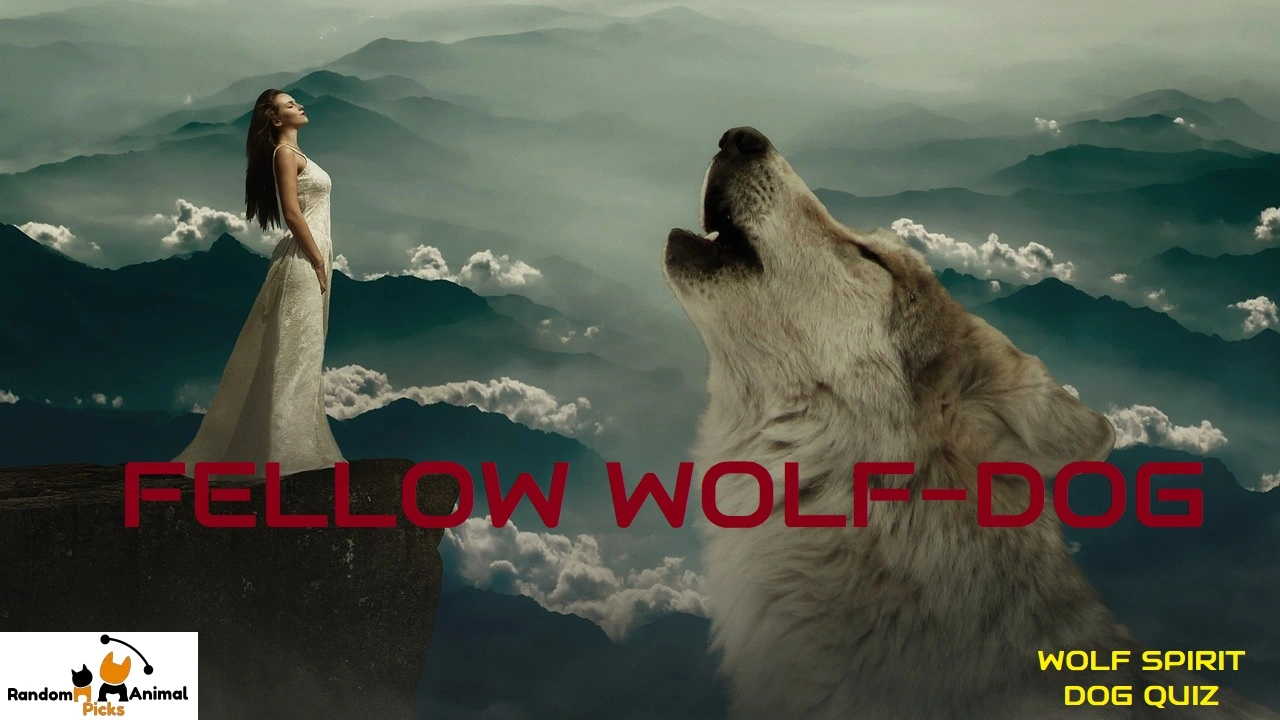 wolf-spirit-dog-quiz-fellow-wolfdog