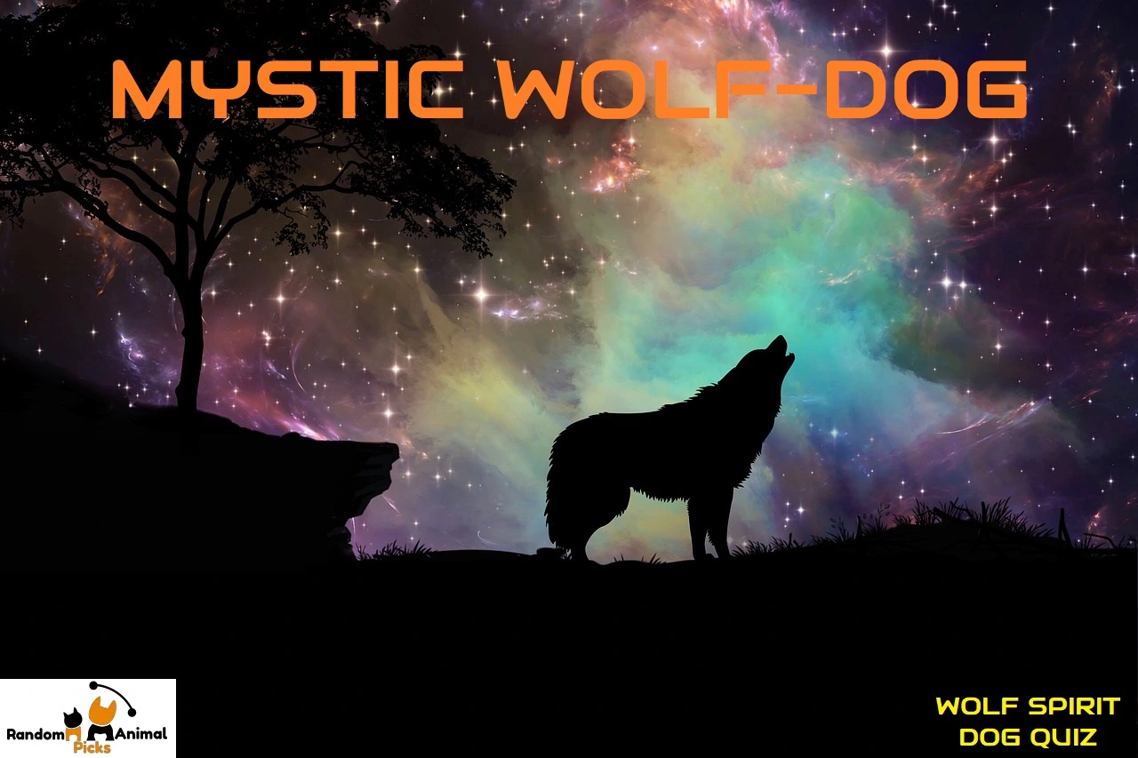 wolf-spirit-dog-quiz-mystic-wolfdog