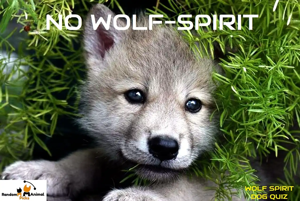 wolf-spirit-dog-quiz-nowolfspirit-wolfdog
