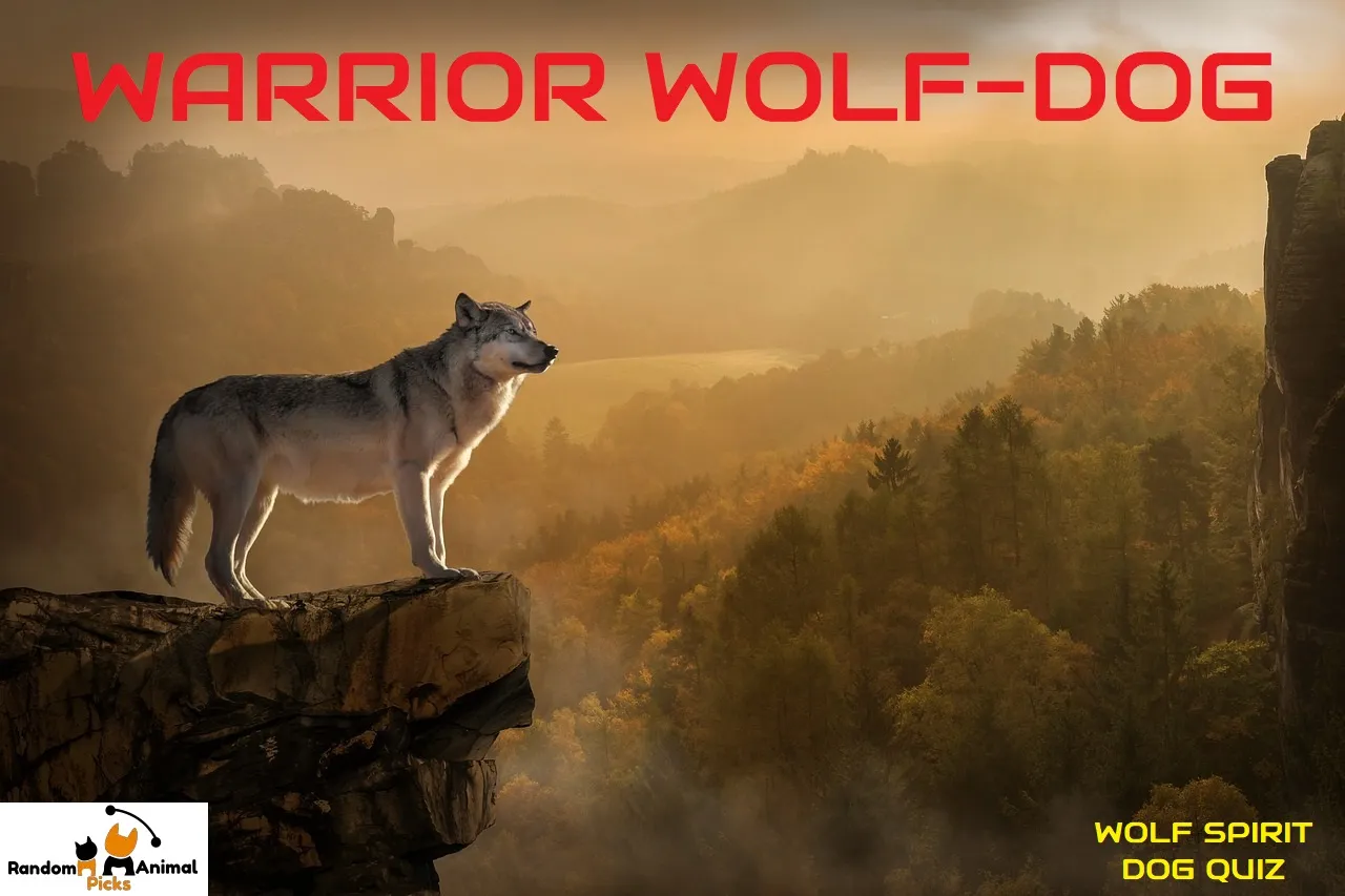 wolf-spirit-dog-quiz-warrior-wolfdog