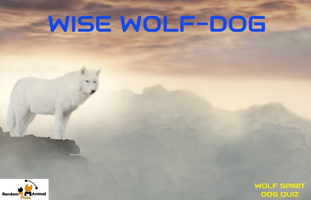 wolf-spirit-dog-quiz-wise-wolfdog