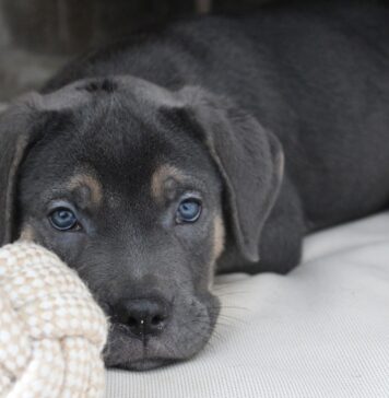 cane-corso-price