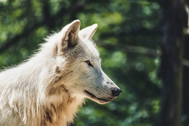 wolf-female-names