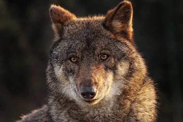 wolf-names-dire-wolves