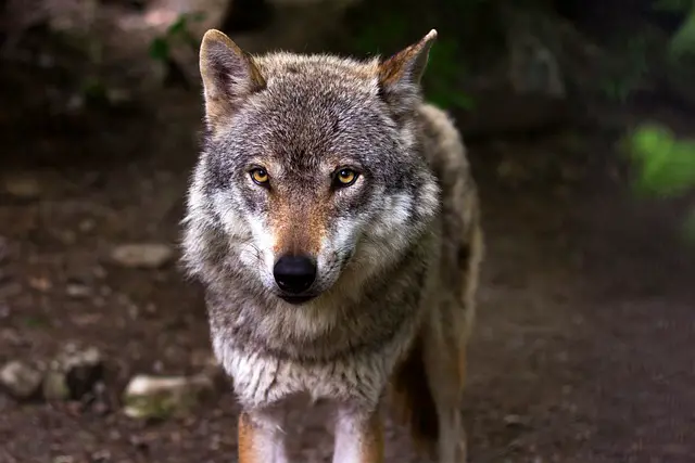 wolf-names-most-popular-top-names-2022