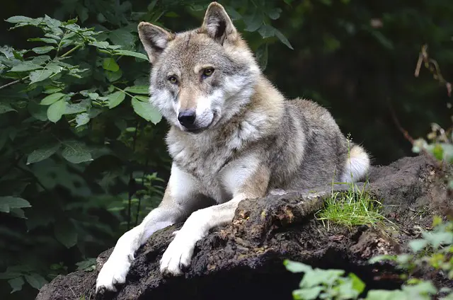 wolf-names-most-popular-top-names-2023