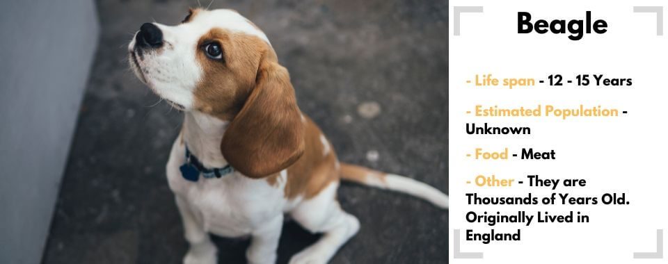random animal generator beagle image with their facts