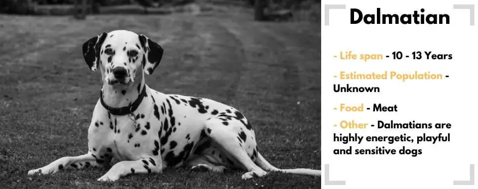 random animal generator Dalmation image with their facts