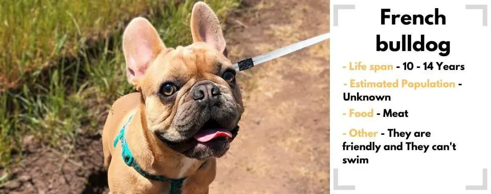 random dog generator French bulldog image with their facts