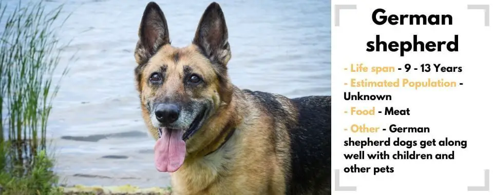 random animal generator German-shepherd image with their facts