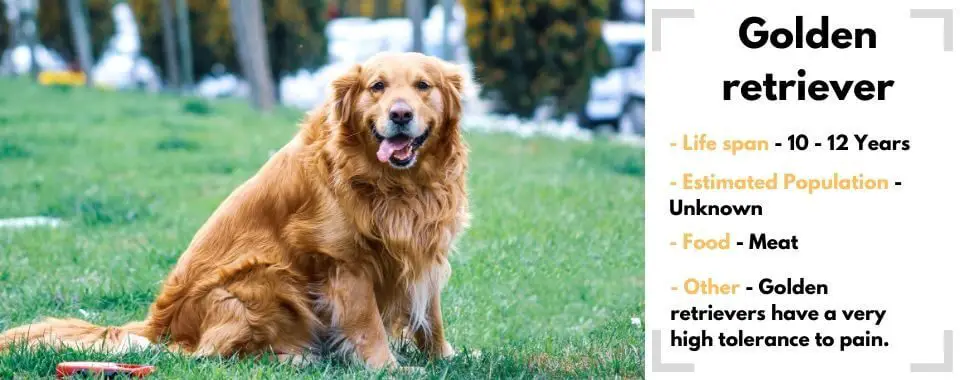 random animal generator Golden-retriever image with their facts