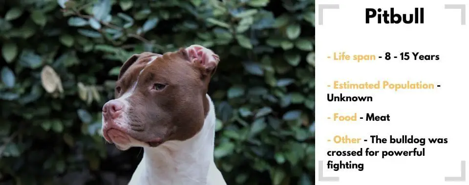 random animal generator Pitbull image with their facts