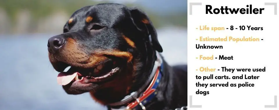 random animal generator rottweiler image with their facts