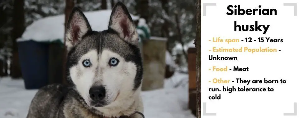 random animal generator Siberian-husky image with their facts