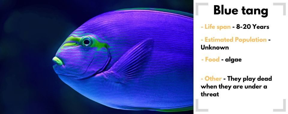 random animal generator blue-tang image with their facts