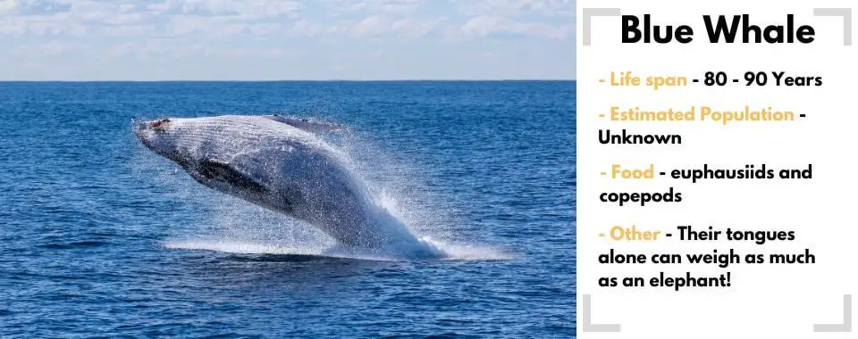 blue whale image with facts
