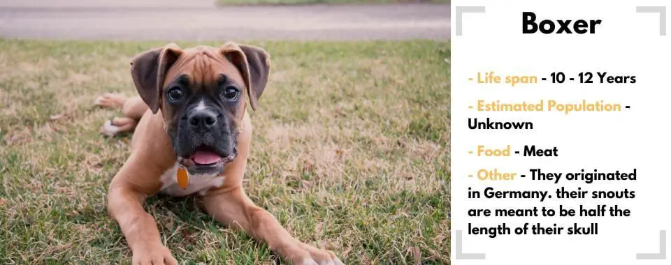random dog generator Boxer image with their facts