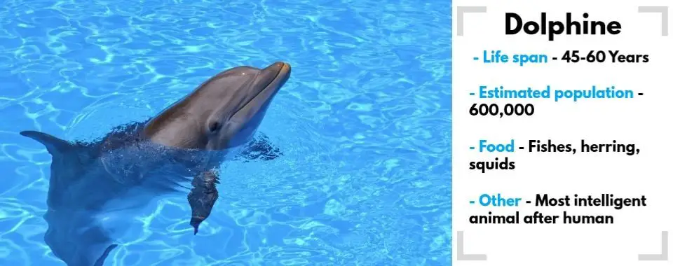 random animal generator dolphin image with their facts