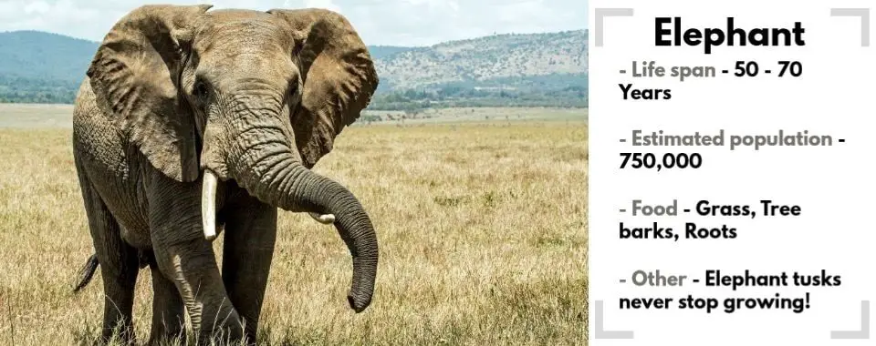 random animal generator elephant image with their facts