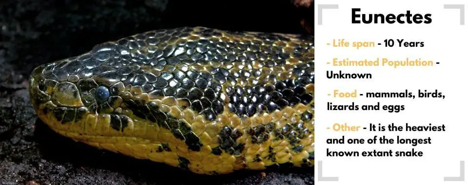 random snake generator picked image