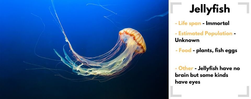 random animal generator jellyfish image with their facts