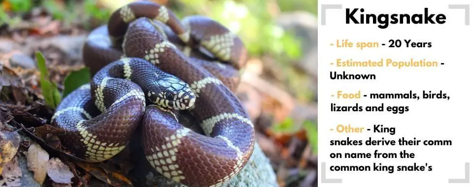 random animal generator kingsnake image with their facts
