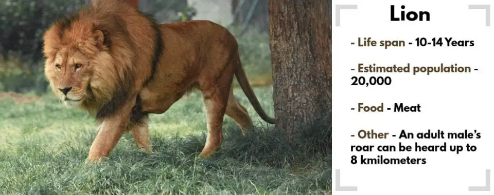 random animal generator lion image with their facts