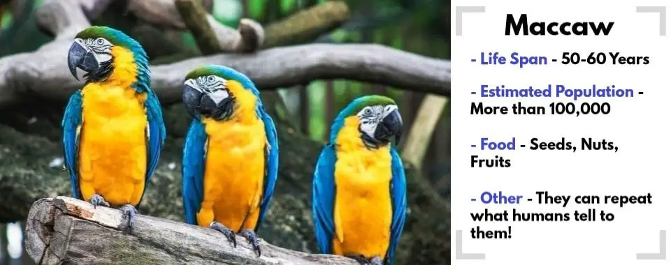 random animal generator Macaw image with their facts