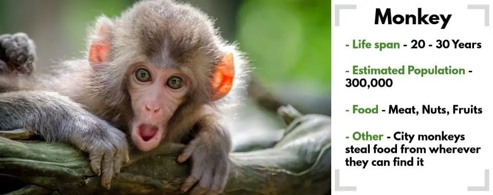 random animal generator monkey image with their facts