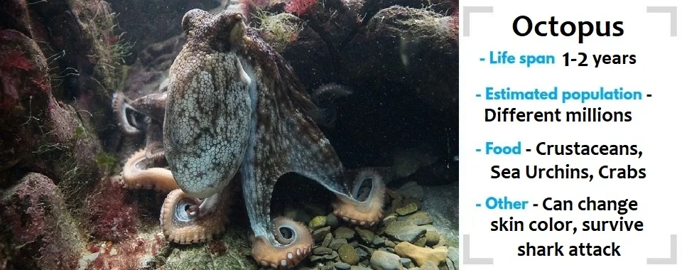 random animal generator octopus image with their facts