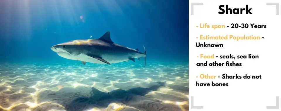 random animal generator shark image with their facts